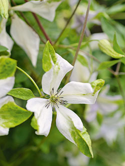 Clematis - Italienische Waldrebe