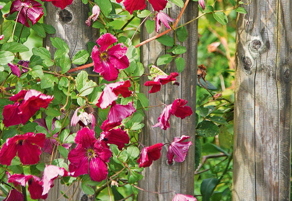 Clematis - Italienische Waldreben