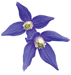 Alpen-Waldrebe ‘Francis Rivis’