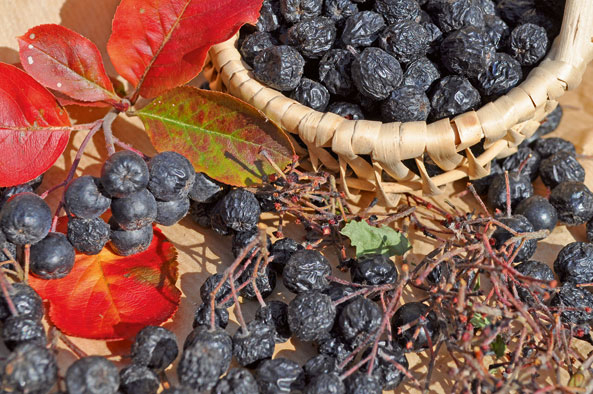 Apfelbeeren trocknen
