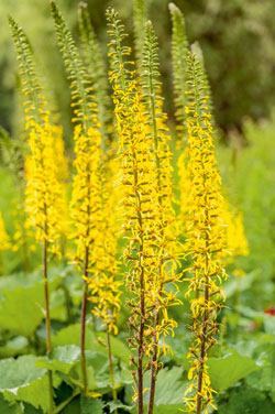 Ligularie