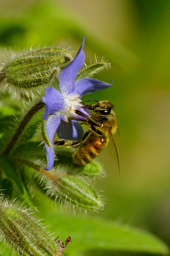Bienen