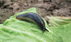 Gartenwegschnecken