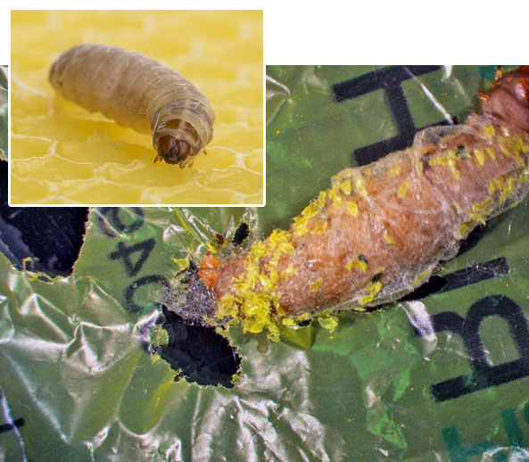 Wachsmotte als Plastikfresser
