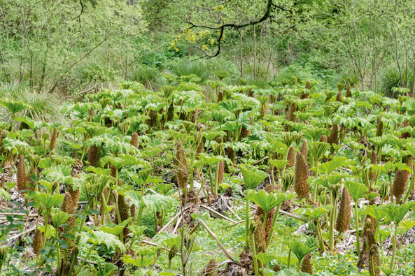 Strittige invasive Arten