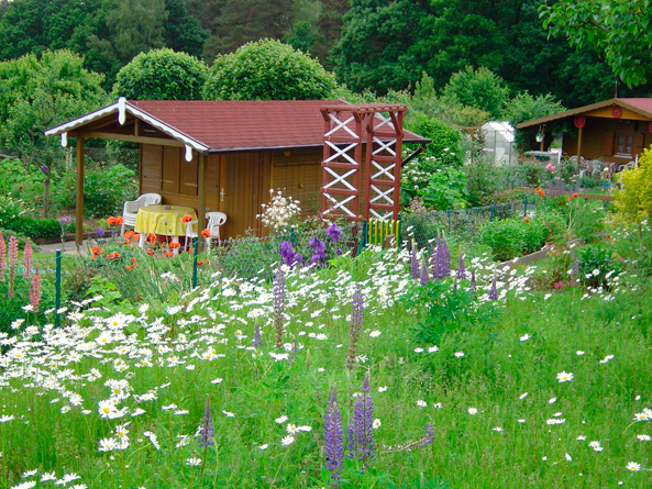 Blumenwiese bietet Lebensraum