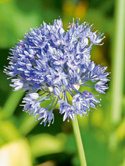Zwiebelblumen - Blau-Lauch