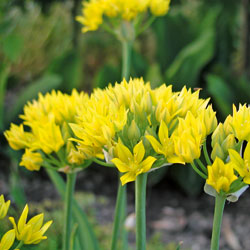 Zwiebelblumen - Gold-Lauch