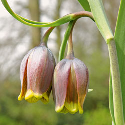 Zwiebelblumen - Fuchstrauben-Frittilarie