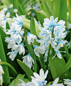 Zwiebelblumen - Puschkinie