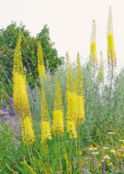 Zwiebelblumen - Schmalblättrige Steppenkerze