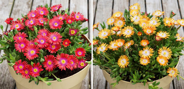 Mittagsblume ‘Jewel of Desert Red’ und Mittagsblume ‘Jewel of Desert Yellow’