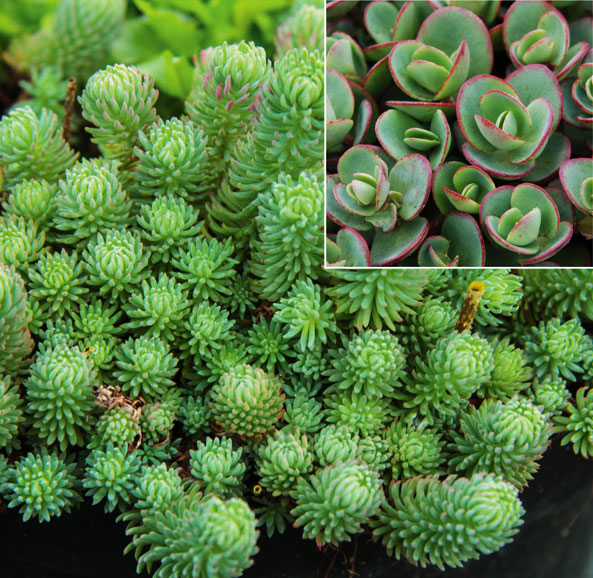 Sedum ‘Sunsparkler Lime Zinger’ und Sedum forsterianum ssp. elegans