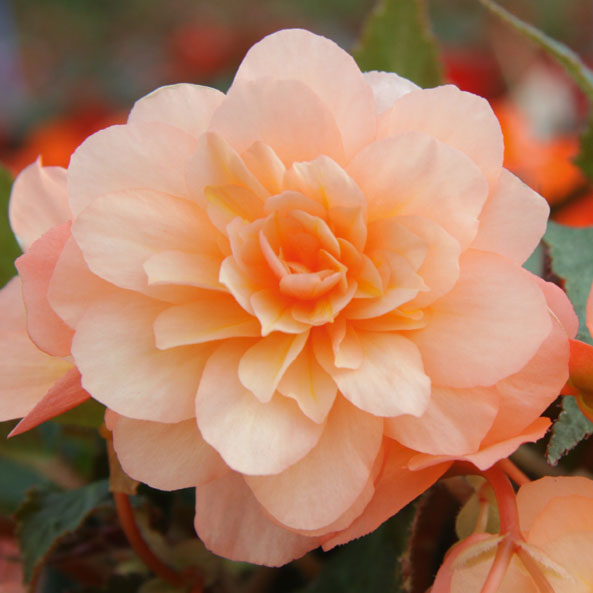 Knollenbegonie ‘Fragrant Falls Peach’