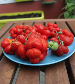 Reisetomate ‘Voyage’
