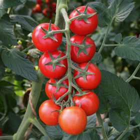 Bio-Tomate ‘Bolstar Gimli’ F1
