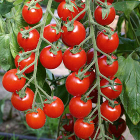 Bio-Tomate ‘Bartelly’ F1 Bio-Tomate ‘Bartelly’ F1