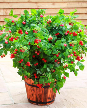 Himbeere ‘Ruby Beauty’ Himbeere ‘Ruby Beauty’