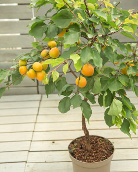 Aprikose ‘Fruit Me Apricot’