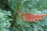 Thujaborkenkäfer