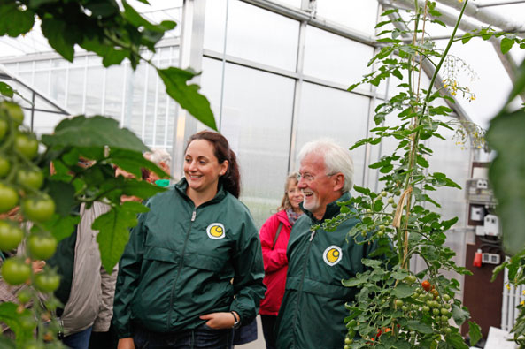 Fachgespräche im Tomaten-Gewächshaus