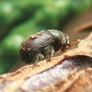 Thujaborkenkäfer