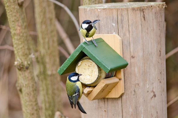 Gartenvogel-Erdnussbutter-Paket „Dublin“
