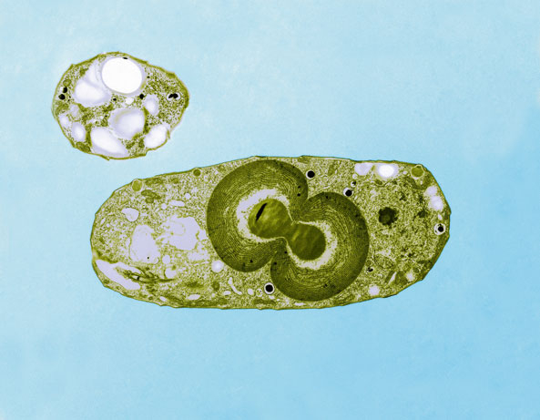 Cyanobakterien