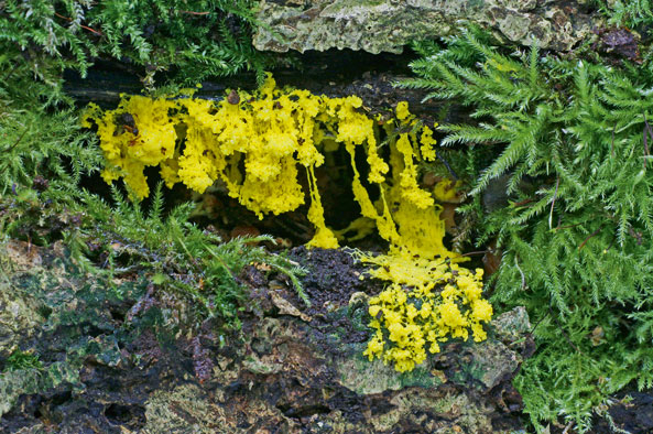 Gelbe Lohblüte
