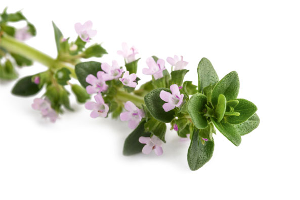 Echter Thymian (Thymus vulgaris)