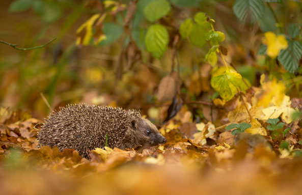 Lebens- und Schlafräume für Igel
