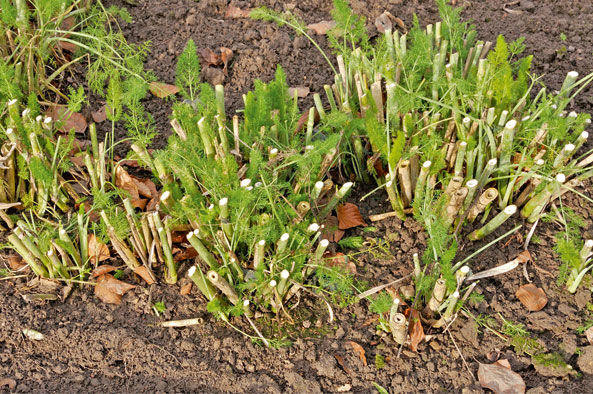 Fenchel