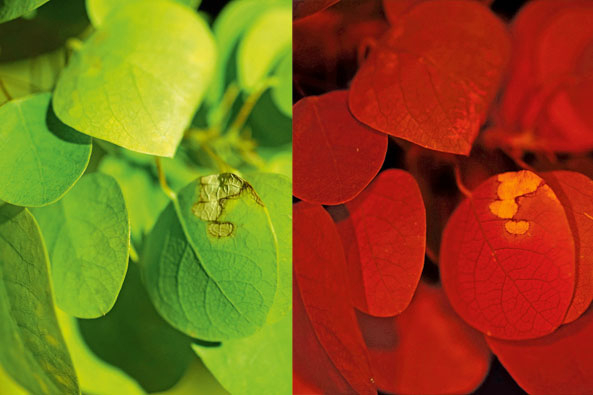 Photosynthese selbst beobachten