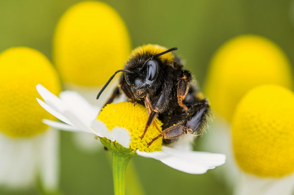 Hummeln als Pflanzenzüchter
