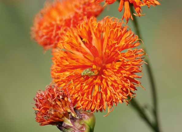 Historische Zierpflanzen - Quastenblume
