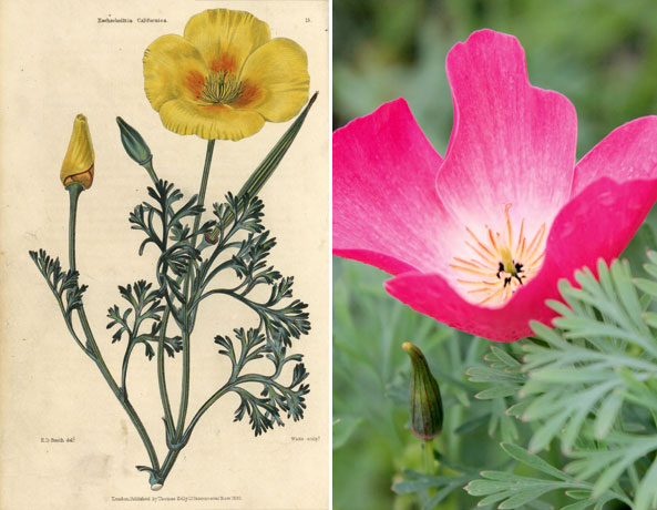 Kalifornischer Goldmohn