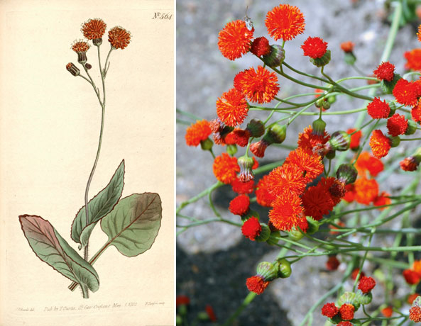 Quastenblume