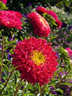 Sommeraster Roter Edelstein