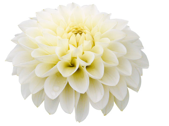 Dahlie White Aster