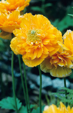Kambrischer Scheinmohn ‘Plena’
