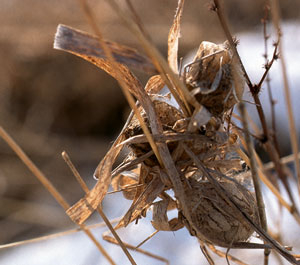 Jungtiere der Wespenspinne überwintern