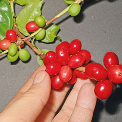 Kaffeekirschen ernten Kaffeekirschen ernten