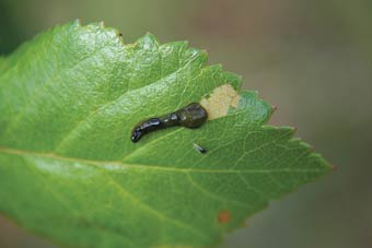 Larve der Schwarzen Kirschblattwespe