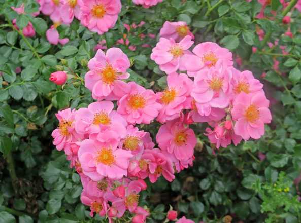 ADR-Rosen 2017 - Bienenweide Rosa