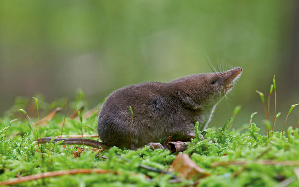 Schrumpfende Mäuse