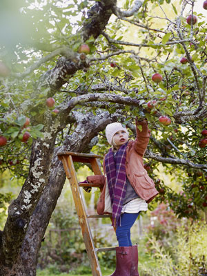 Obstbäume zielgerichtet pflegen