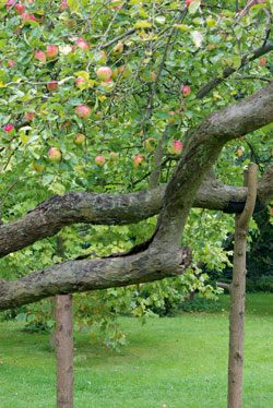 Stützhölzer für Obstbäume