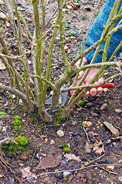 Johannisbeeren verjüngen