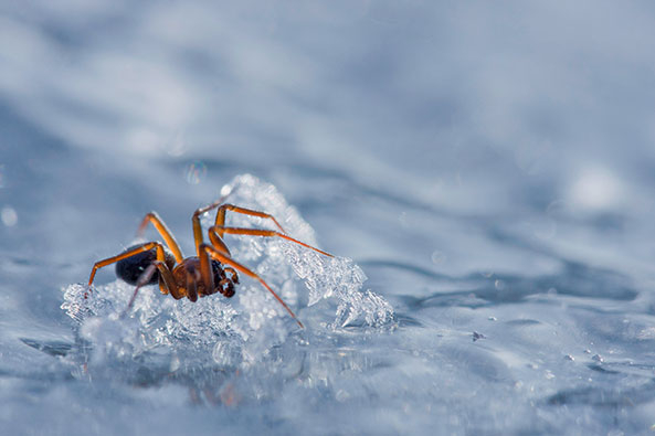 Frostfeste Insekten