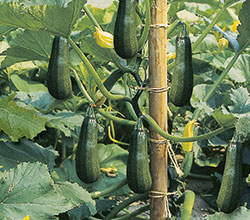 Kletterzucchini